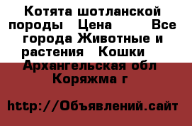 Котята шотланской породы › Цена ­ 40 - Все города Животные и растения » Кошки   . Архангельская обл.,Коряжма г.